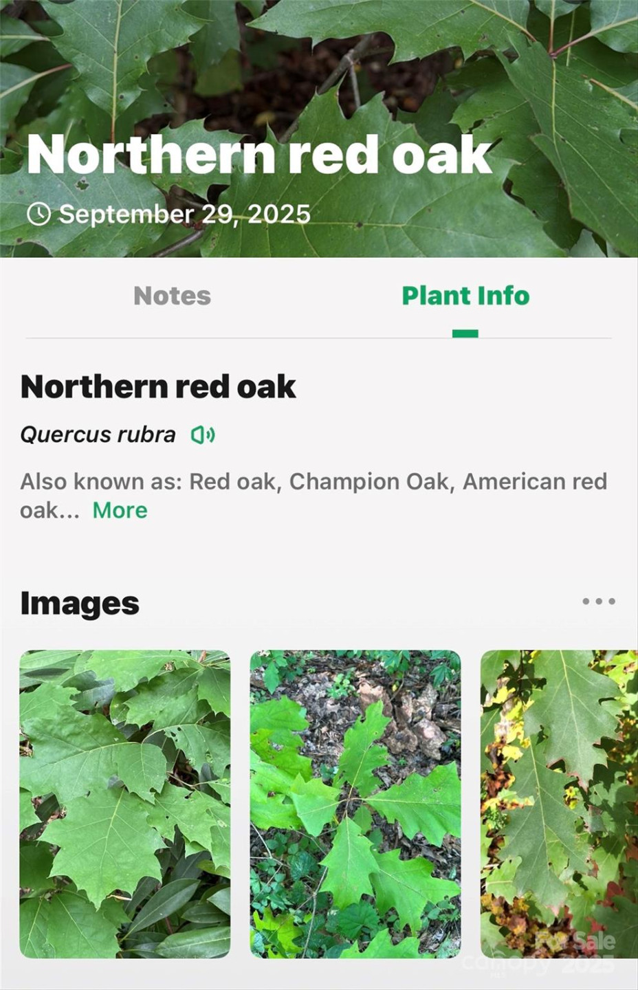 99999 Rocky Branch Trail - Photo 31