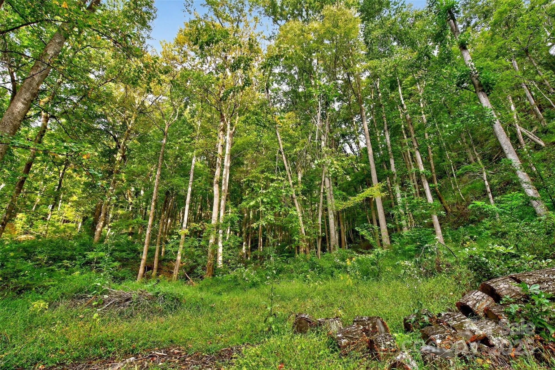99999 Rocky Branch Trail - Photo 5
