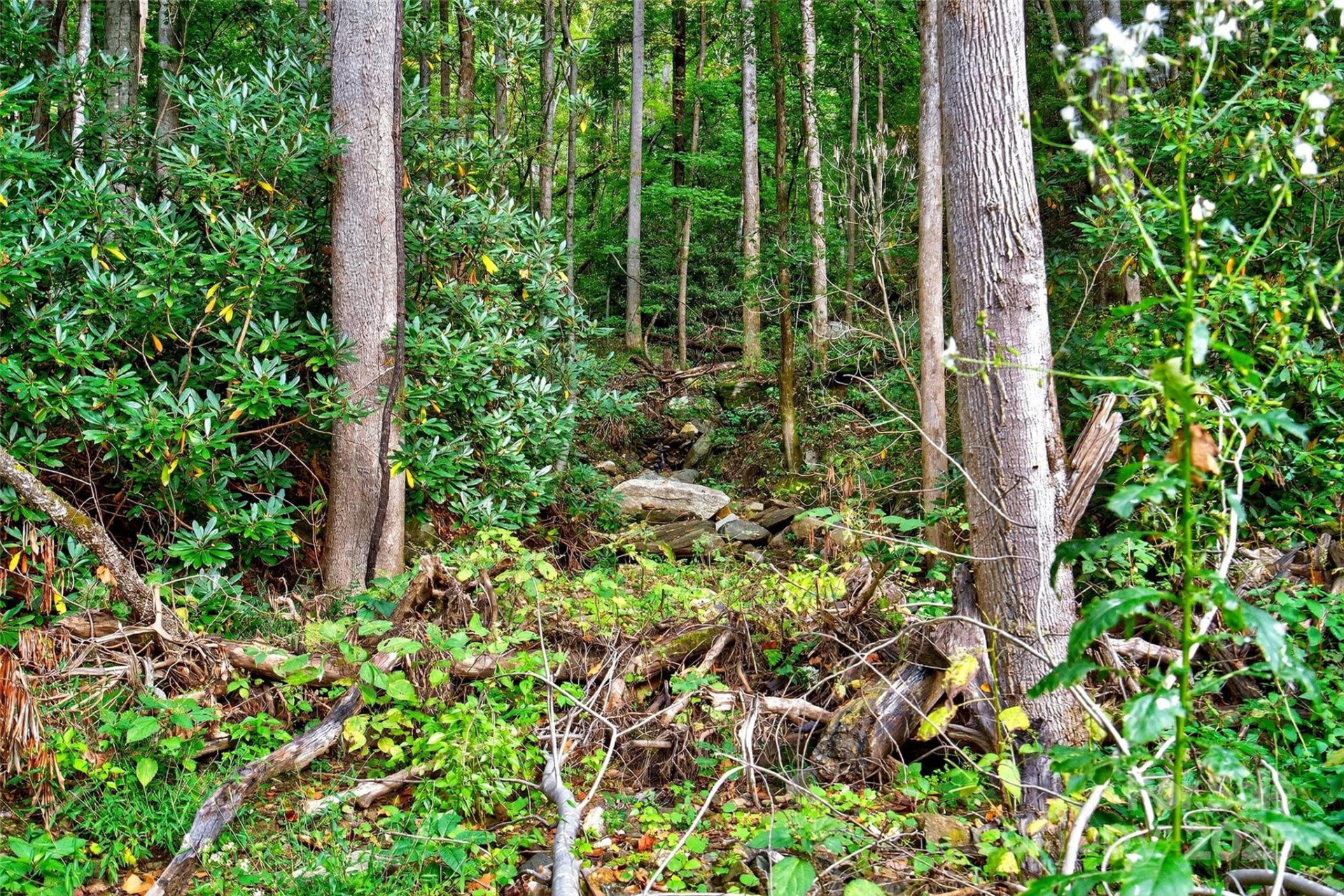 99999 Rocky Branch Trail - Photo 7