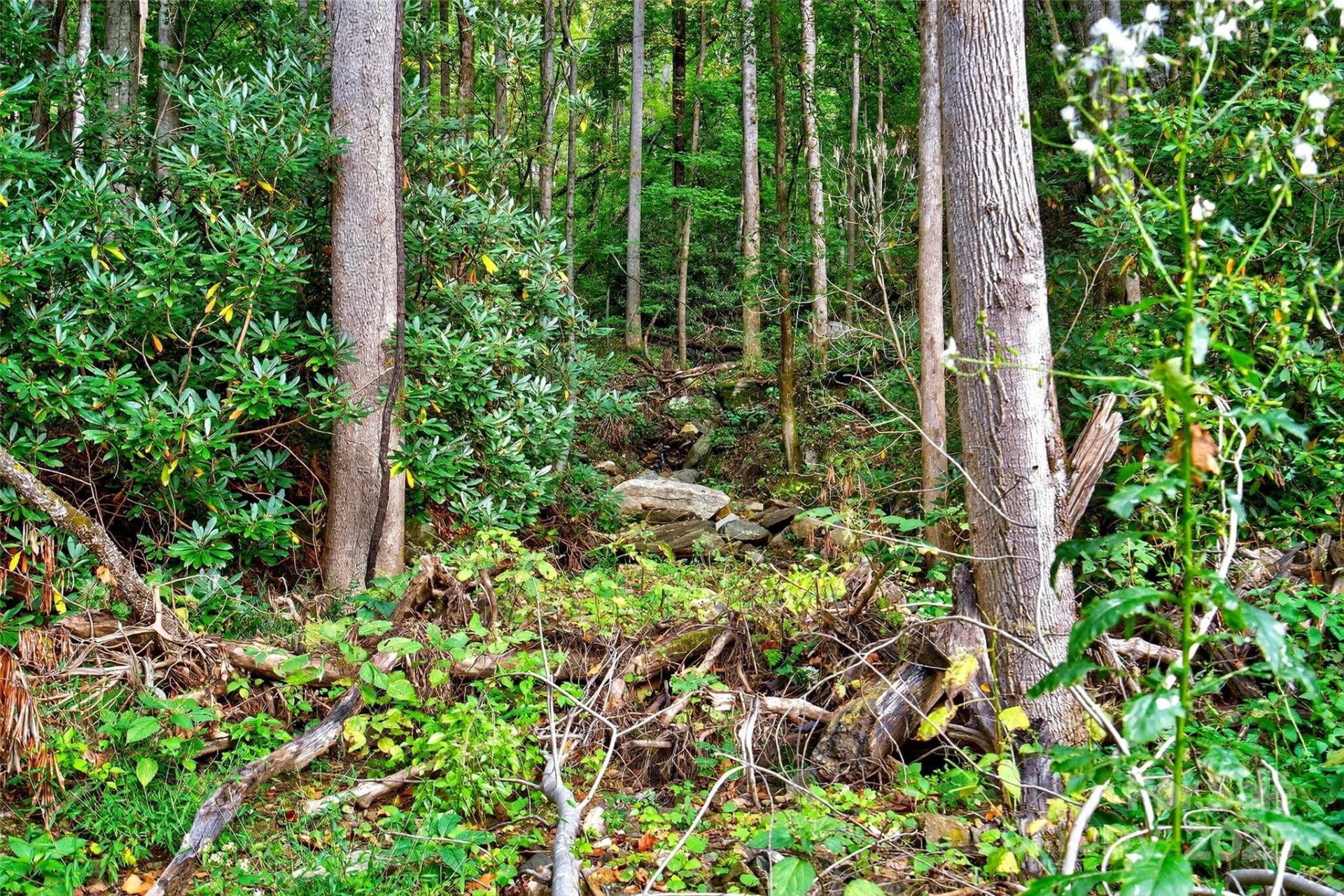 99999 Rocky Branch Trail - Photo 7