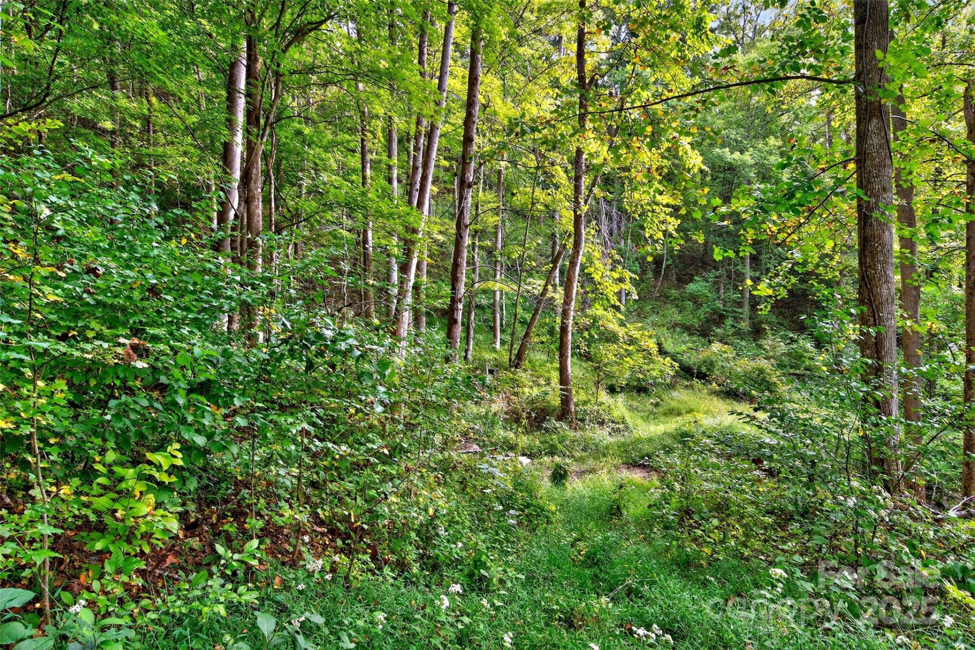 99999 Rocky Branch Trail - Photo 8