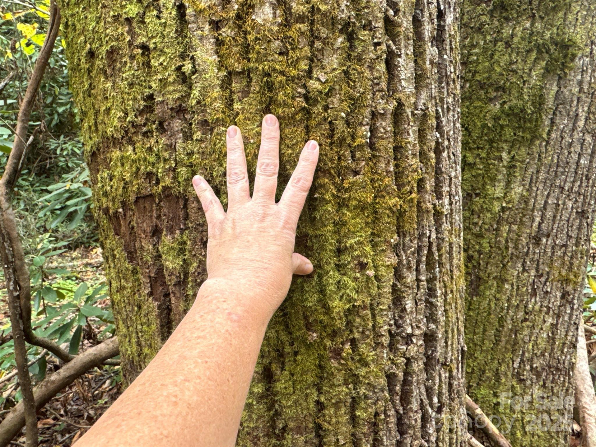 0 Mt Hebron Road - Photo 6