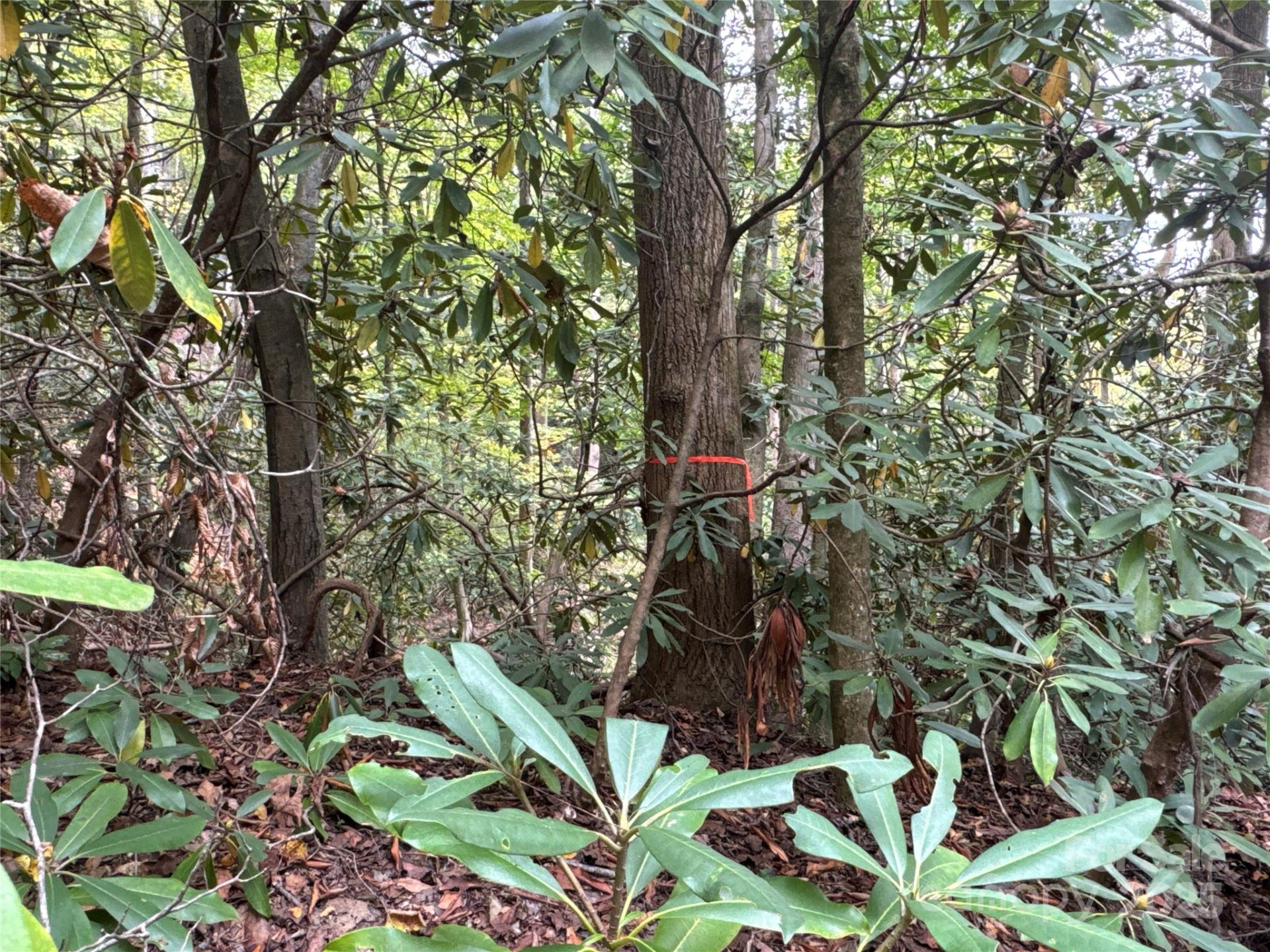 0 Mt Hebron Road - Photo 8