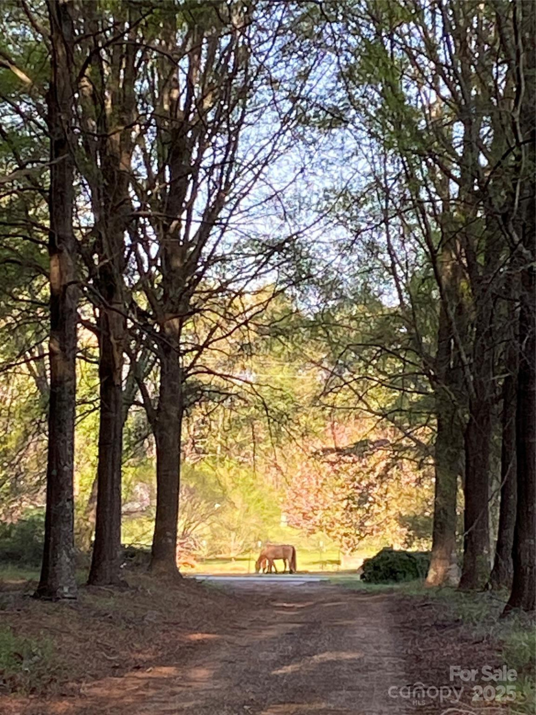 0000 Double Eagle Drive #25 - Photo 25