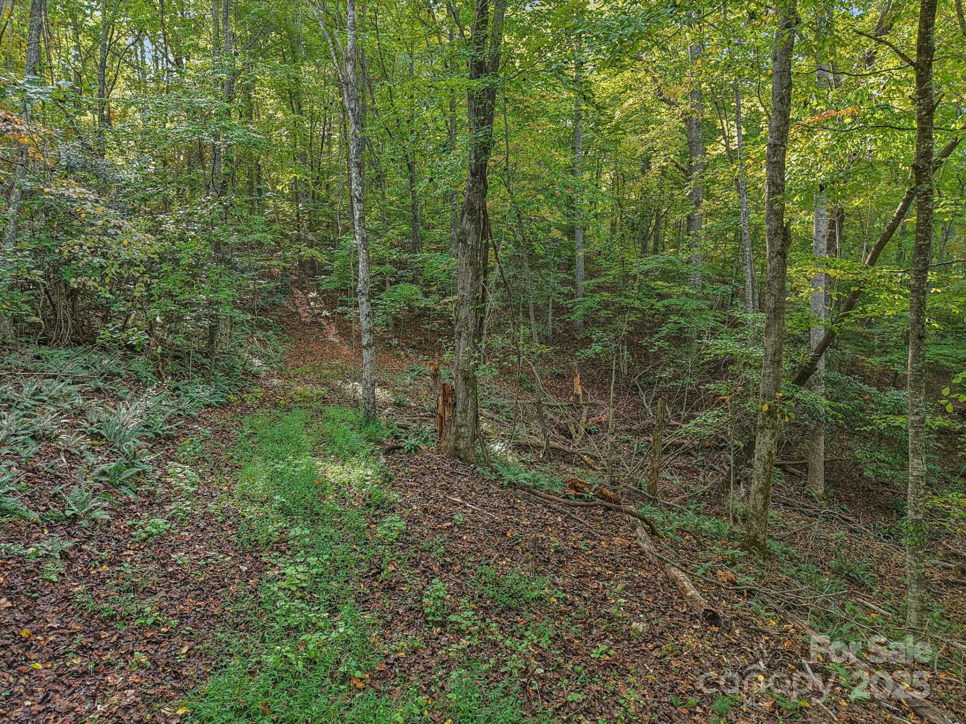 TBD Upper Glady Fork Road - Photo 4