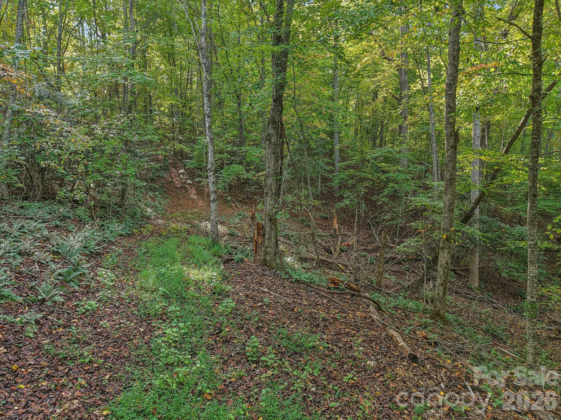 TBD Upper Glady Fork Road - Photo 5