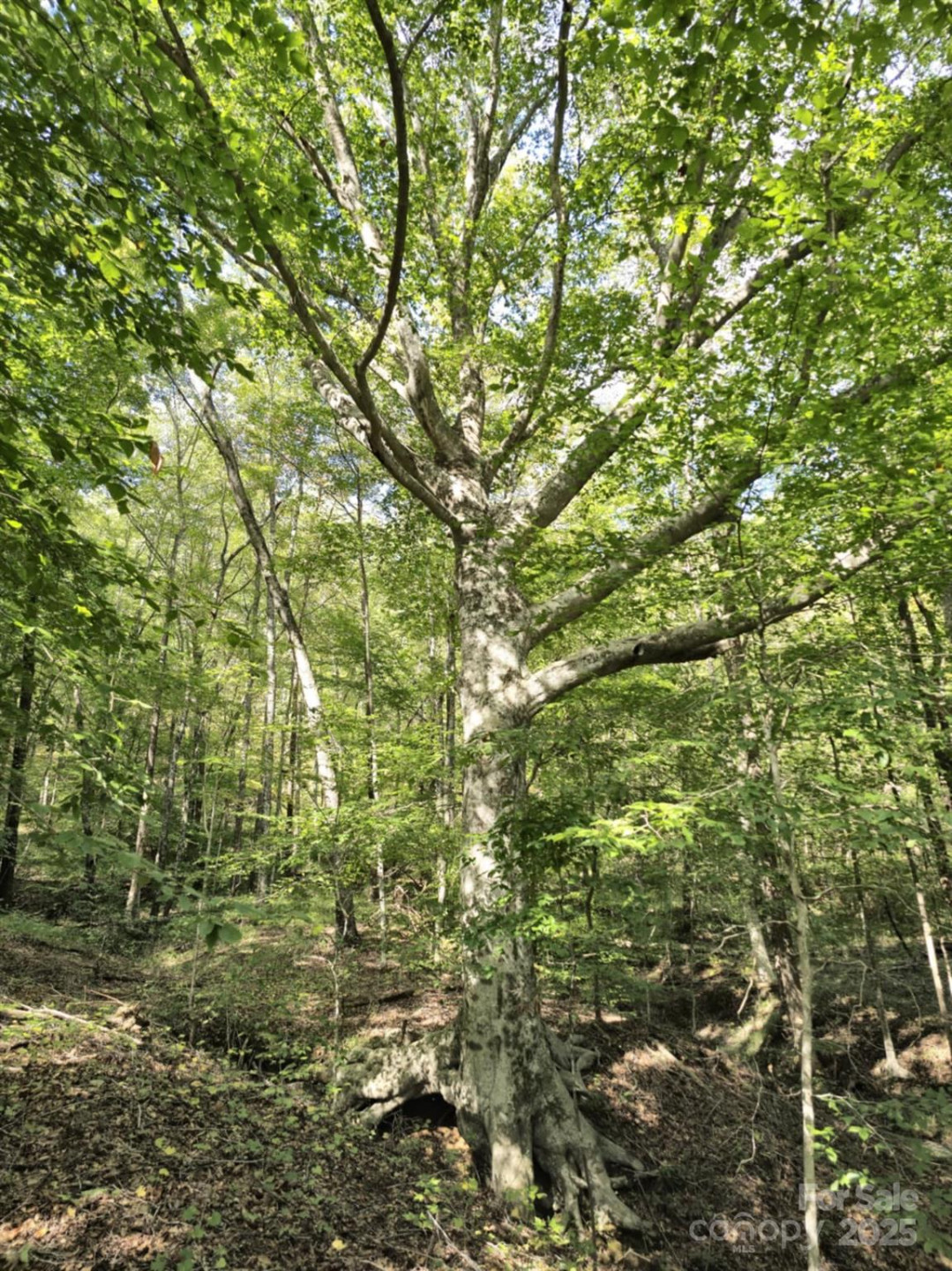 2921 Painters Gap Road - Photo 41