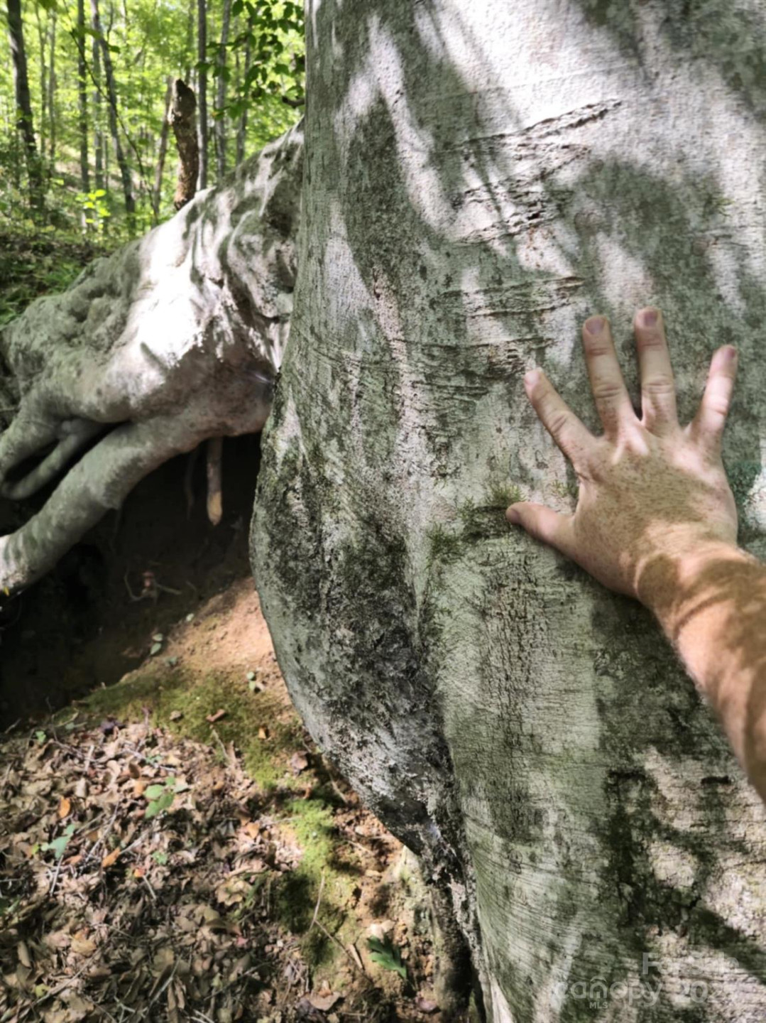 2921 Painters Gap Road - Photo 9