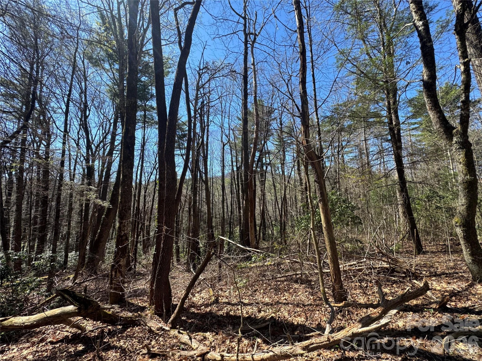 1 Bear Log Road - Photo 5