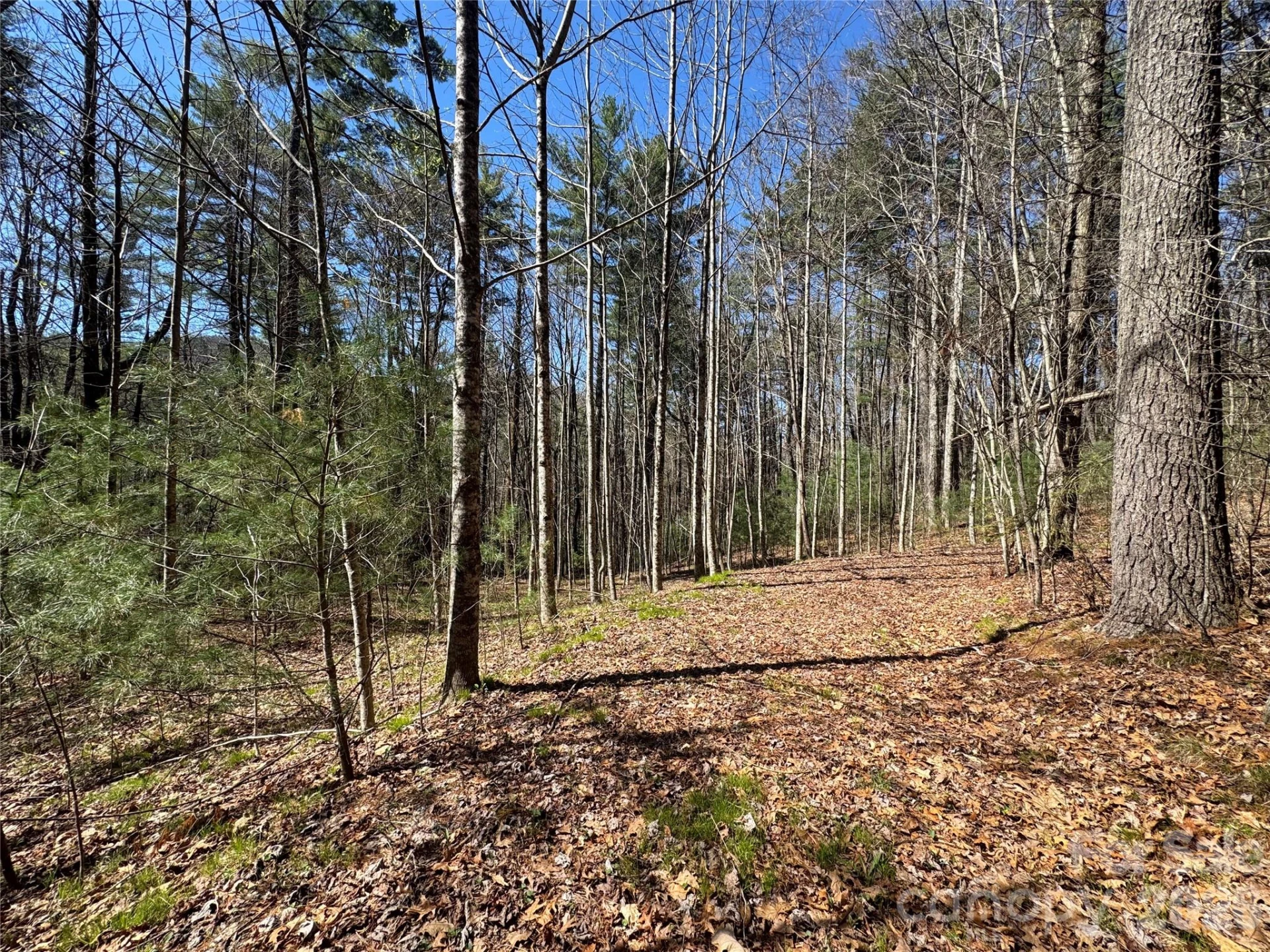 1 Bear Log Road - Photo 7