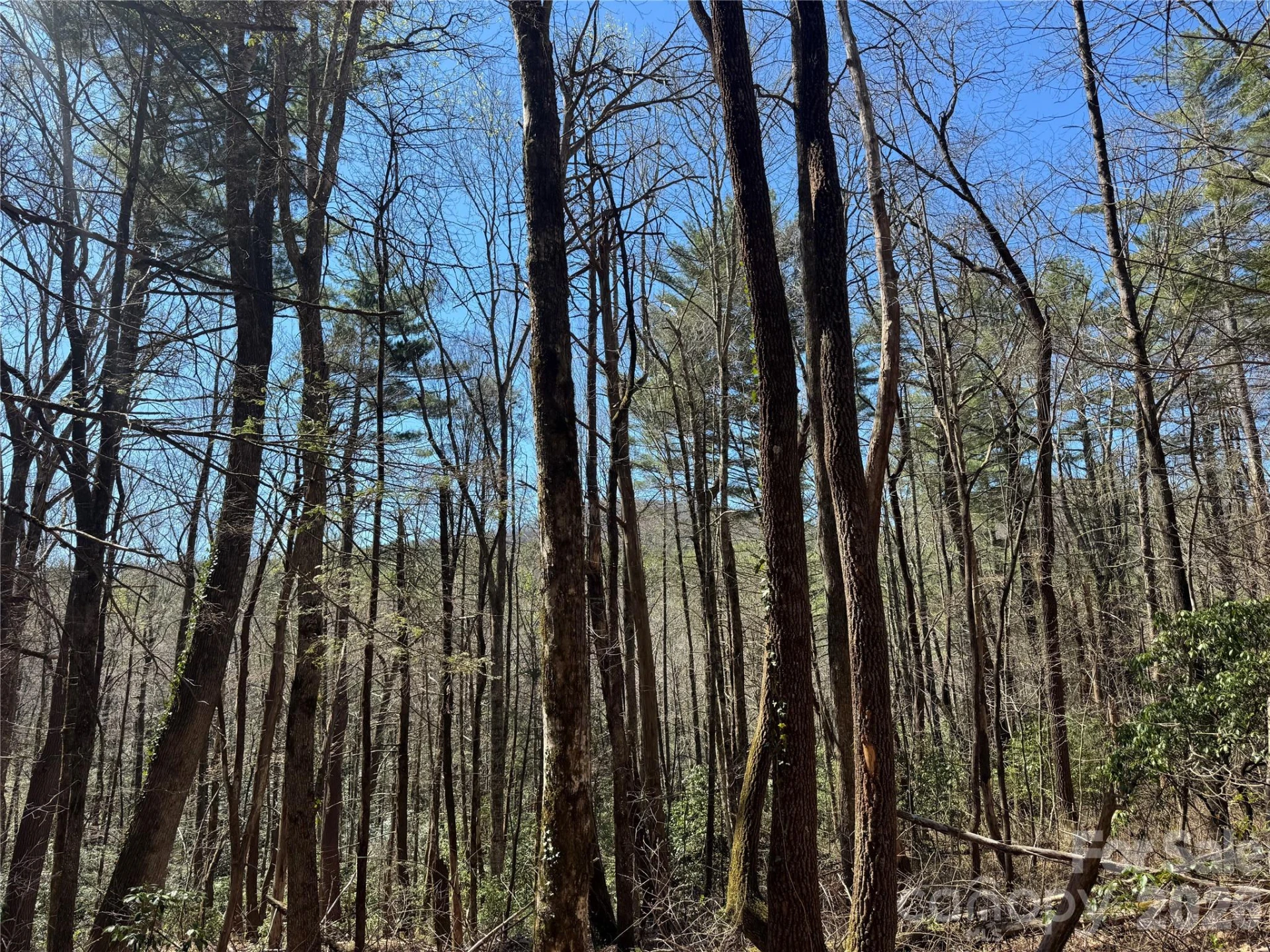 1 Bear Log Road - Photo 15