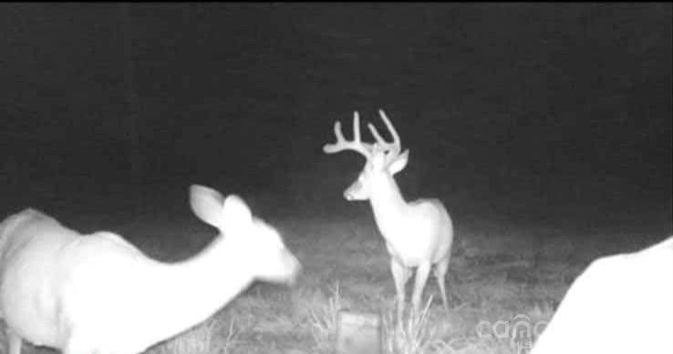 128 Cook Lane - Photo 29