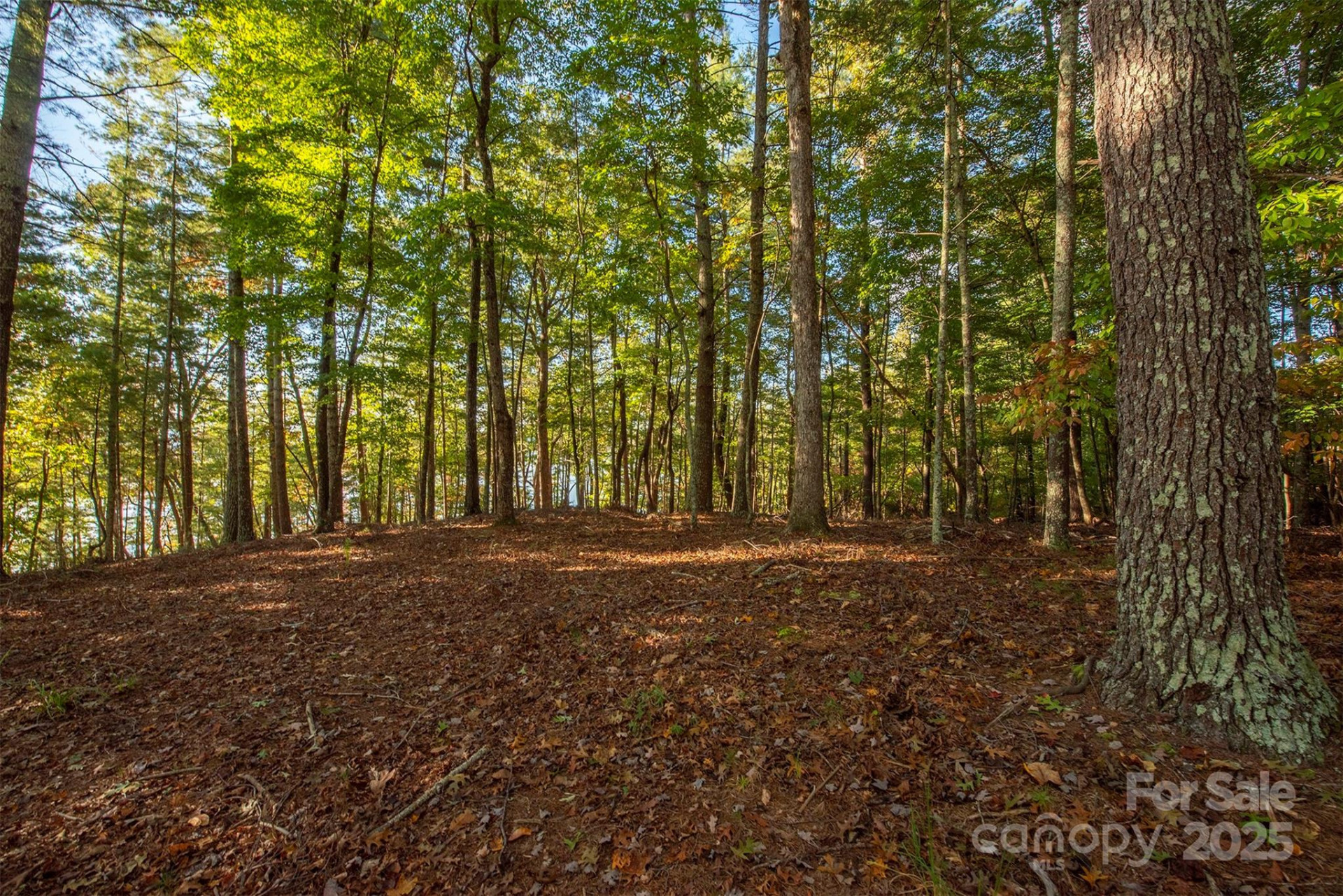 1439 Camp Firestone Drive - Photo 6