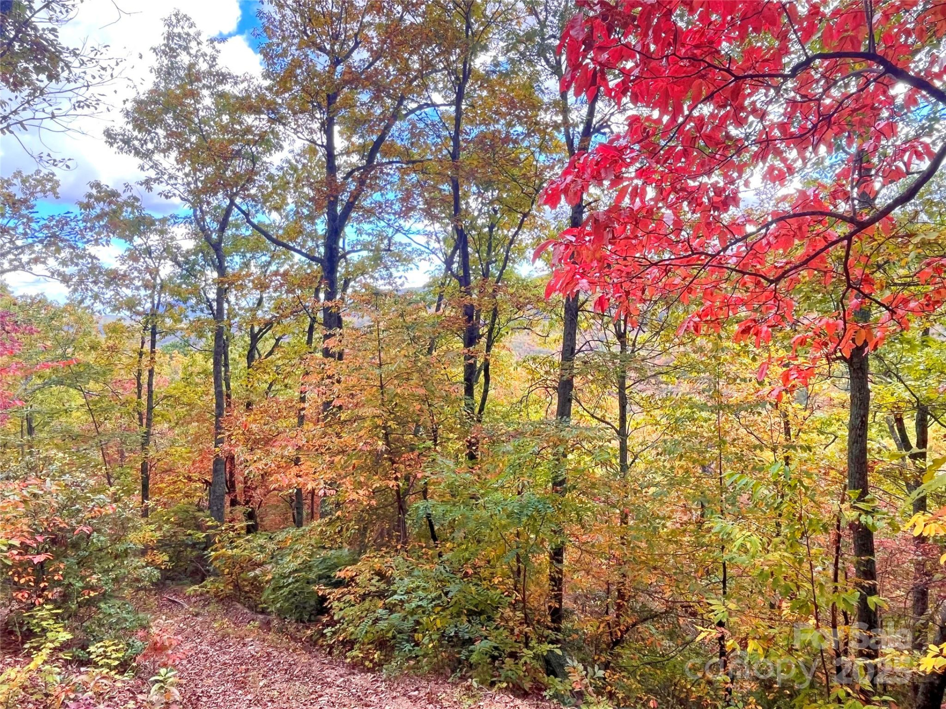 57 Grouse Ridge Drive - Photo 21