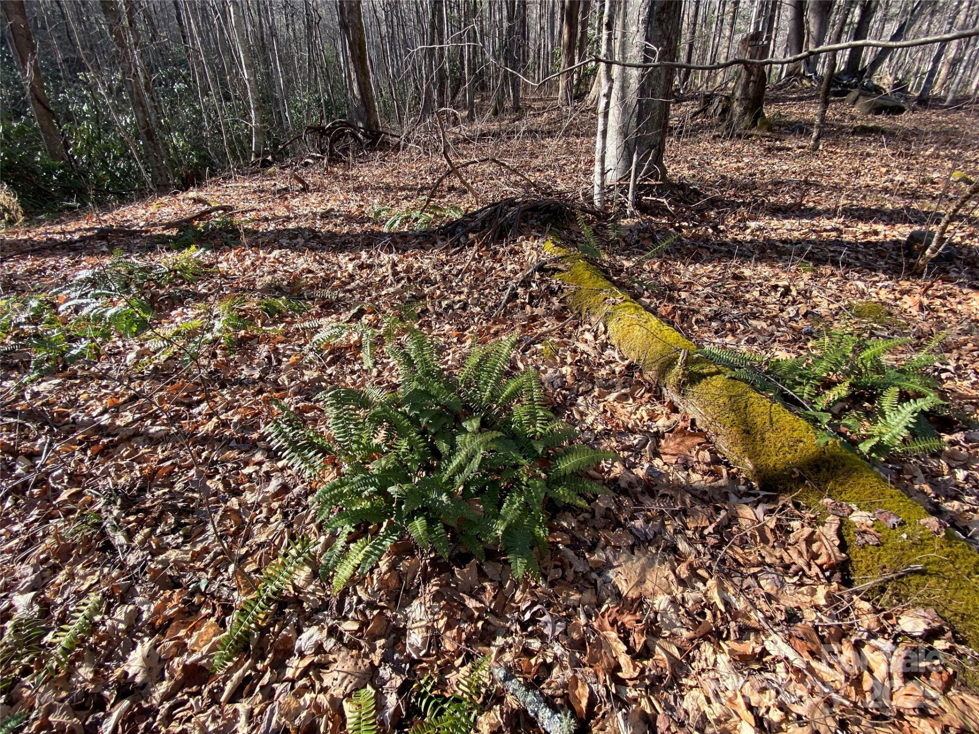 12 Laurel Branch Drive - Photo 17