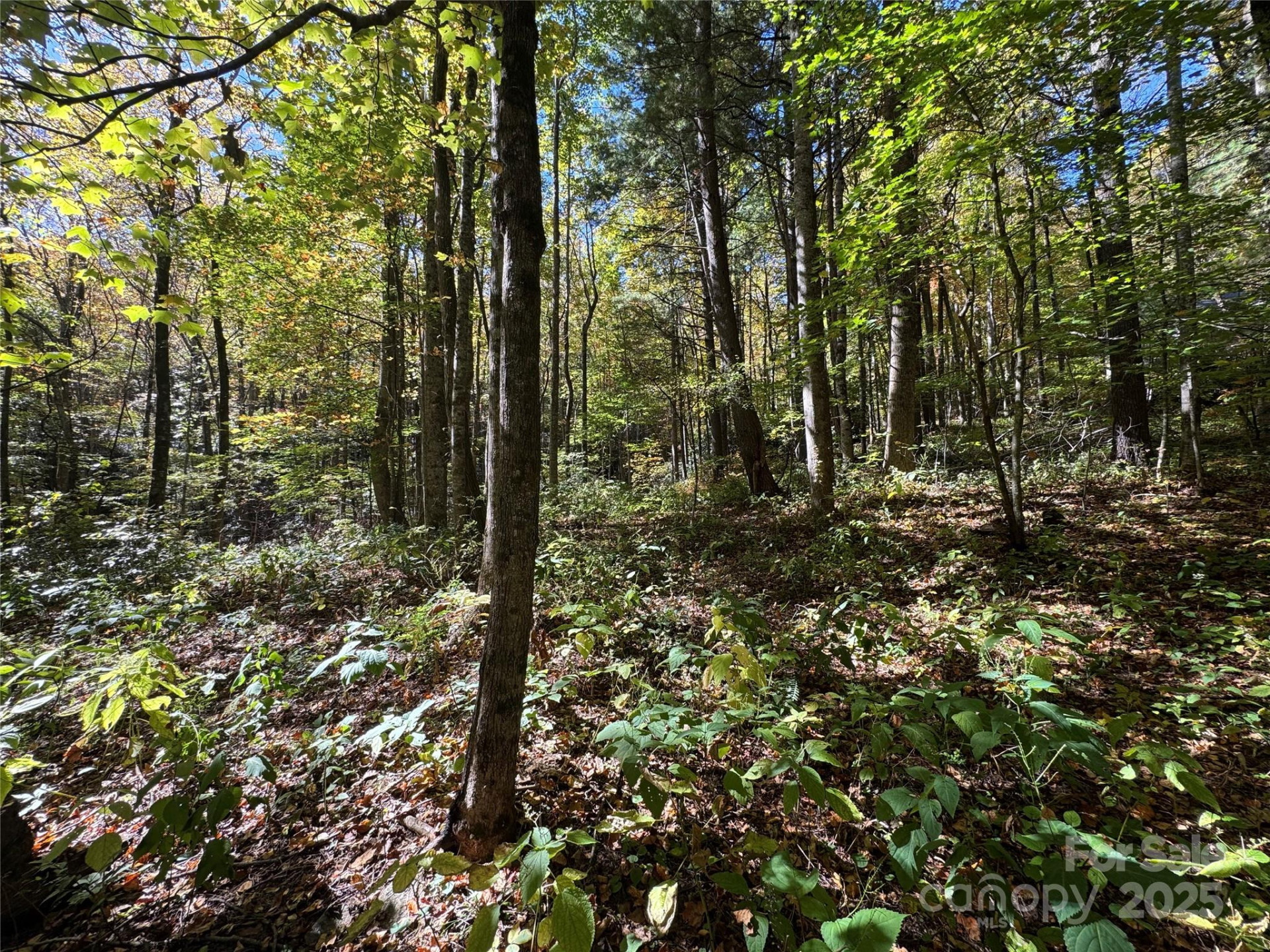 12 Laurel Branch Drive - Photo 6