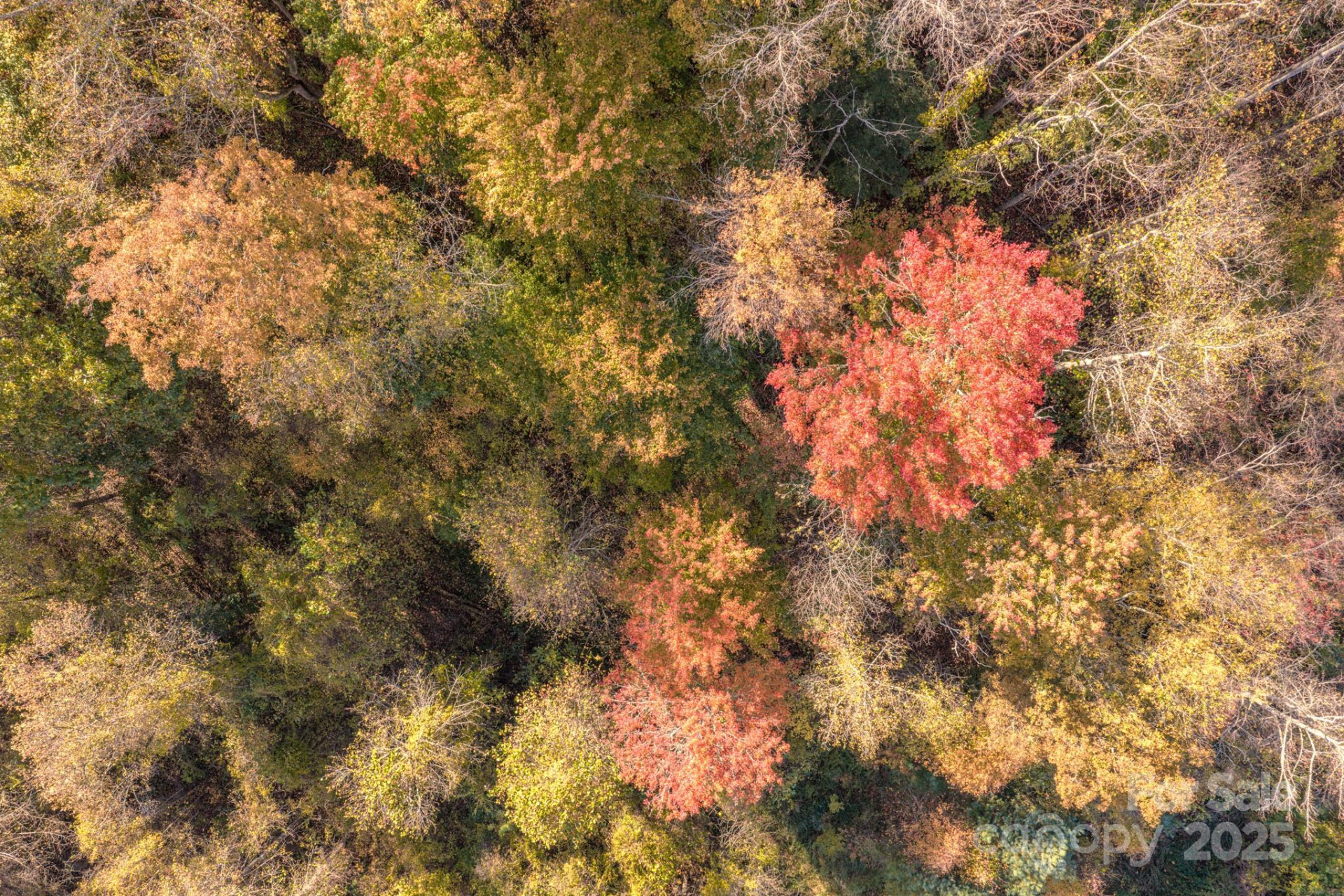 279 Morgan Branch Road - Photo 6