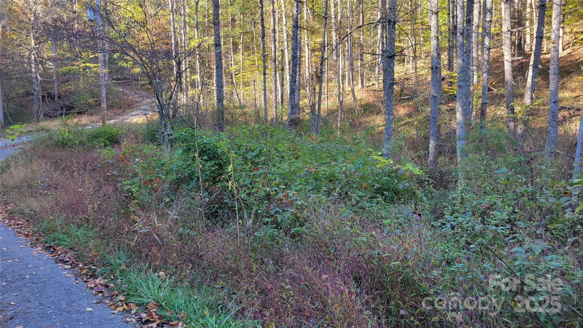 000 Cabin Hill Road - Photo 3