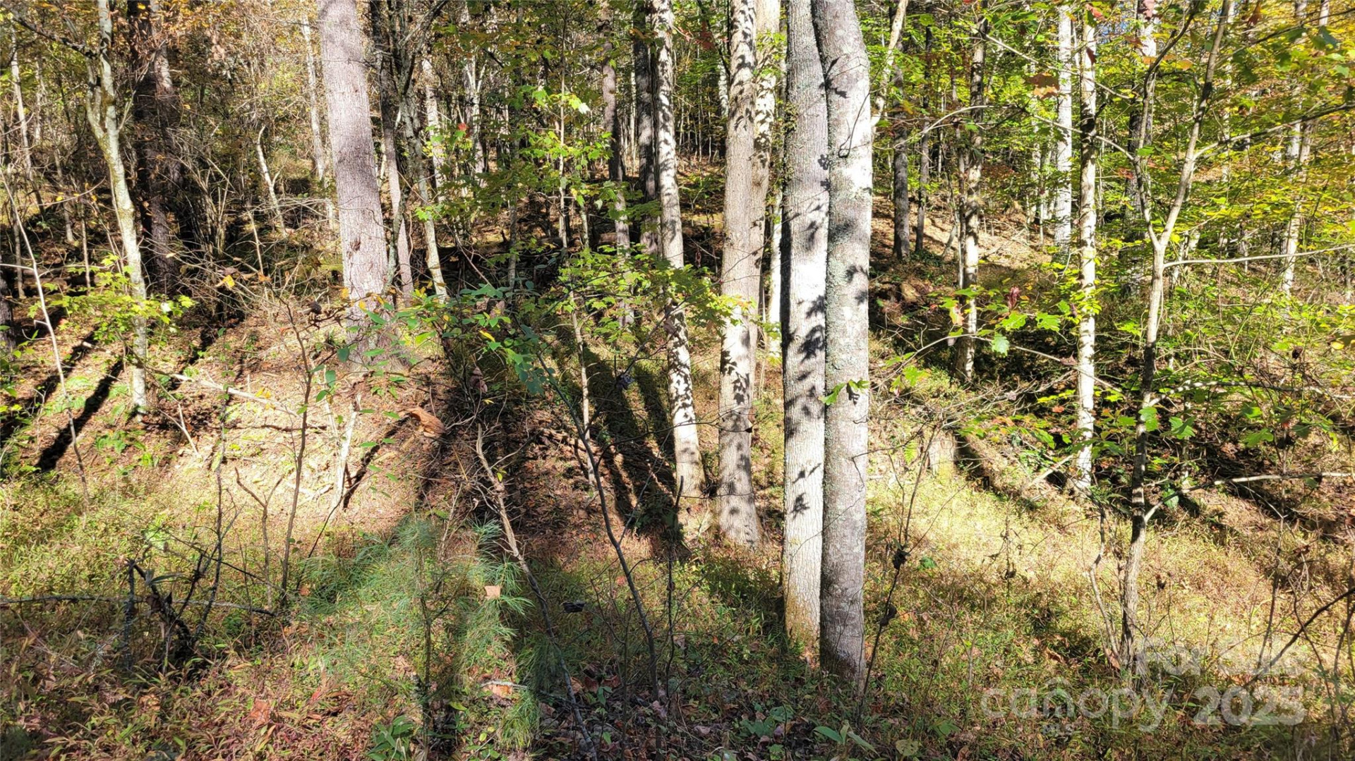 000 Cabin Hill Road - Photo 6