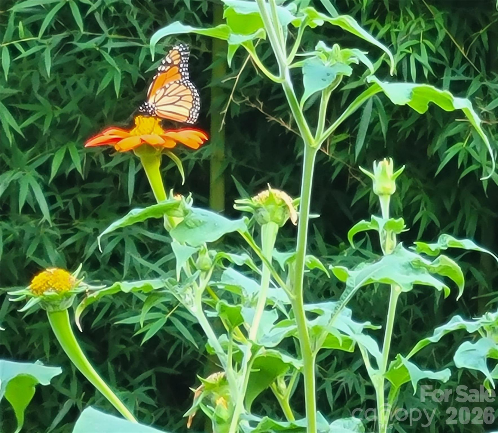 414 Beaucatcher Road - Photo 75