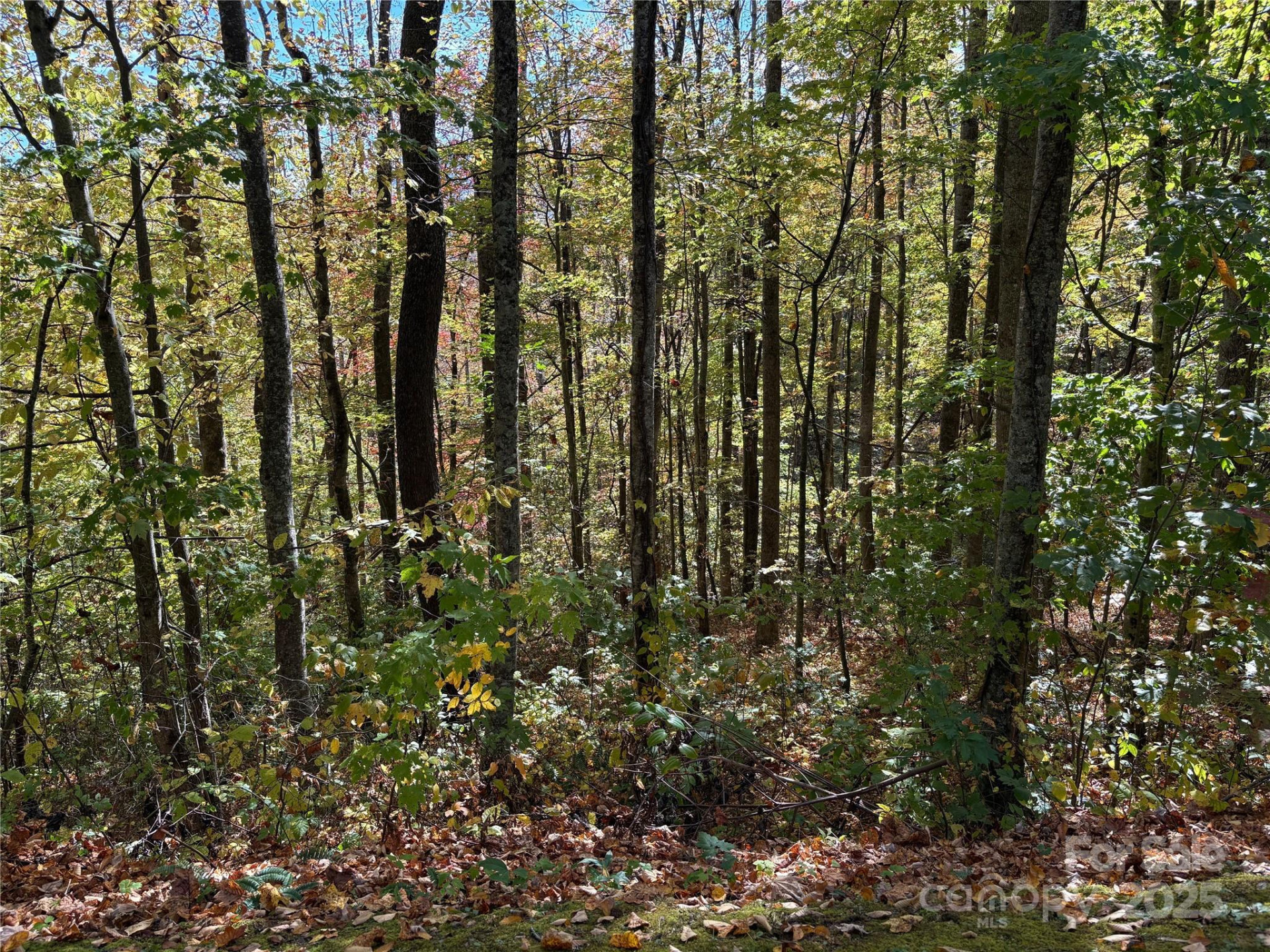 28 Cadillac Pointe - Photo 16