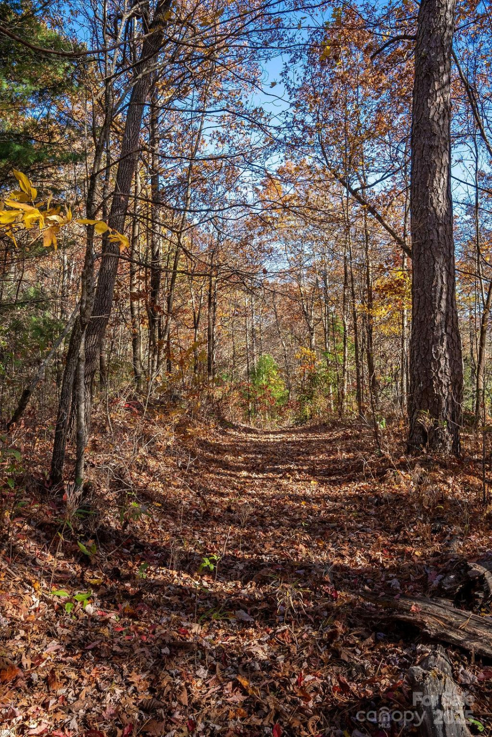 TBD Old Toxaway Road - Photo 15