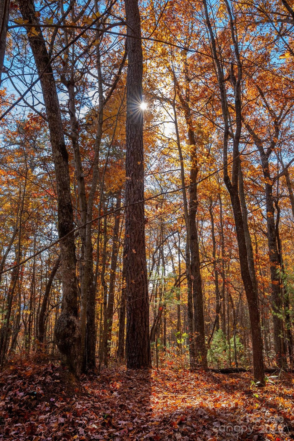 TBD Old Toxaway Road - Photo 6