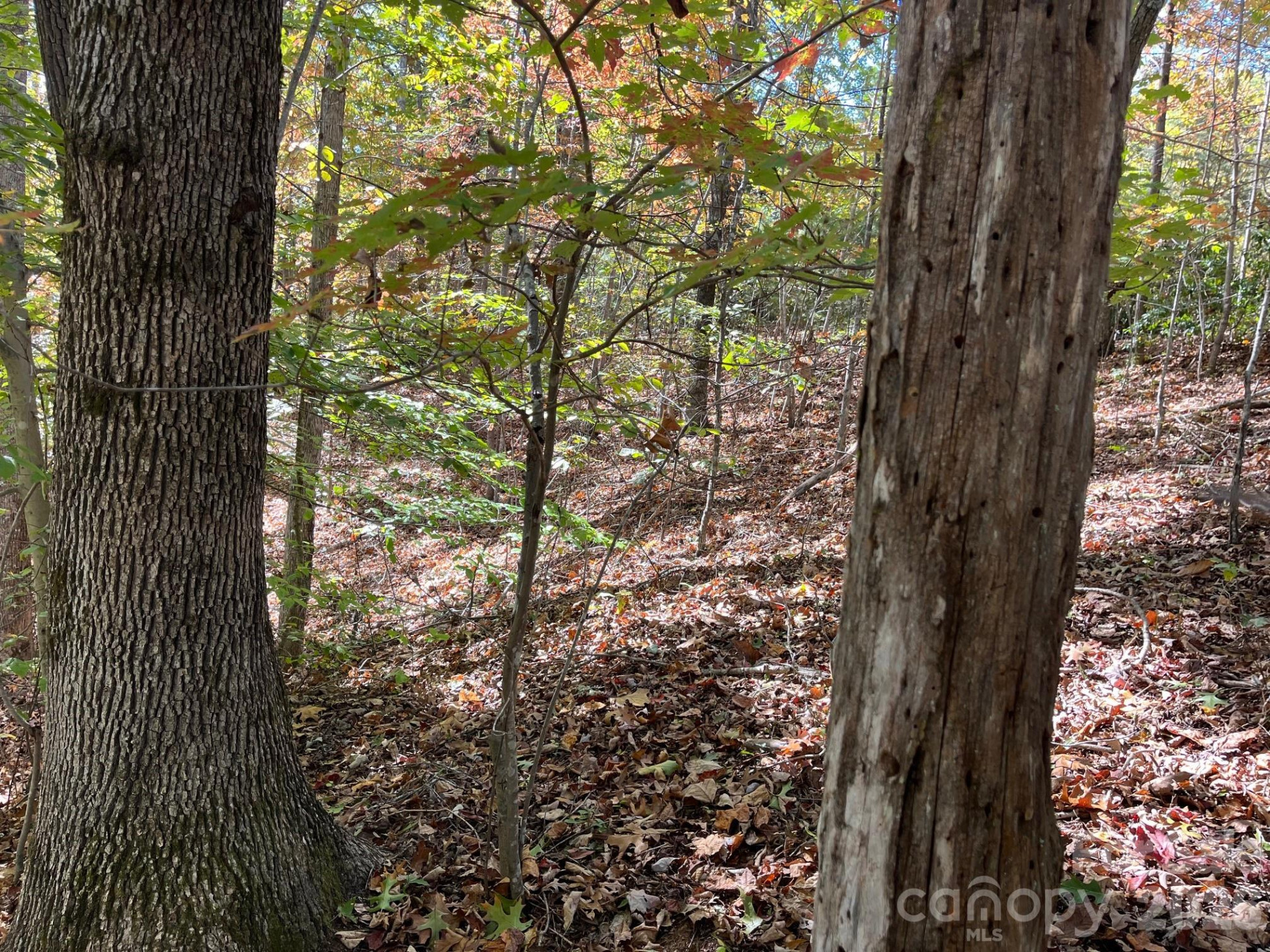 V/L Heartwood Drive - Photo 11