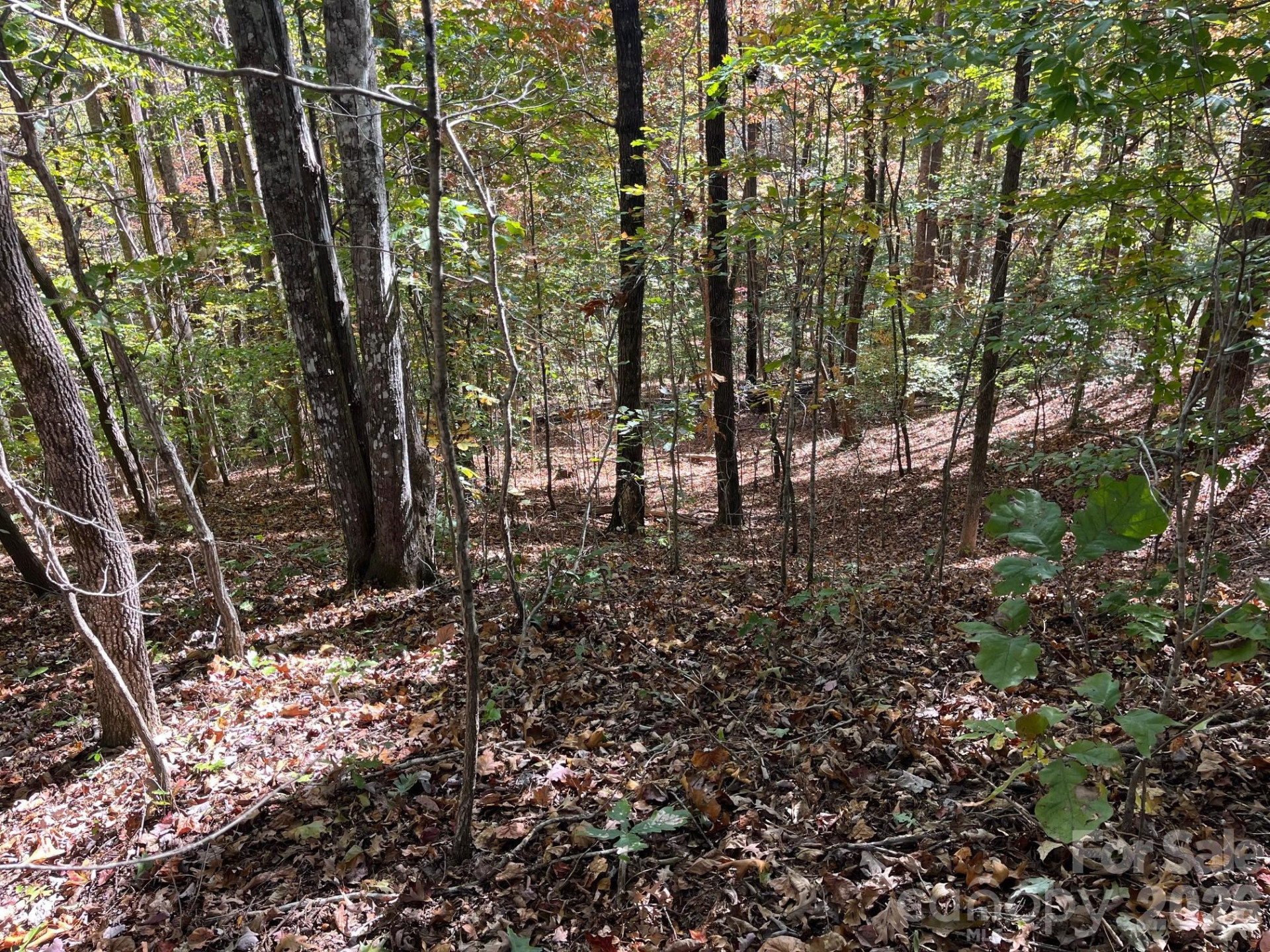 V/L Heartwood Drive - Photo 13