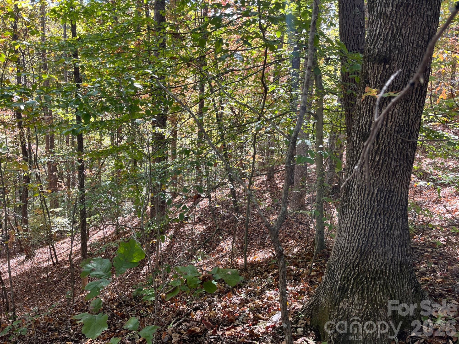 V/L Heartwood Drive - Photo 14