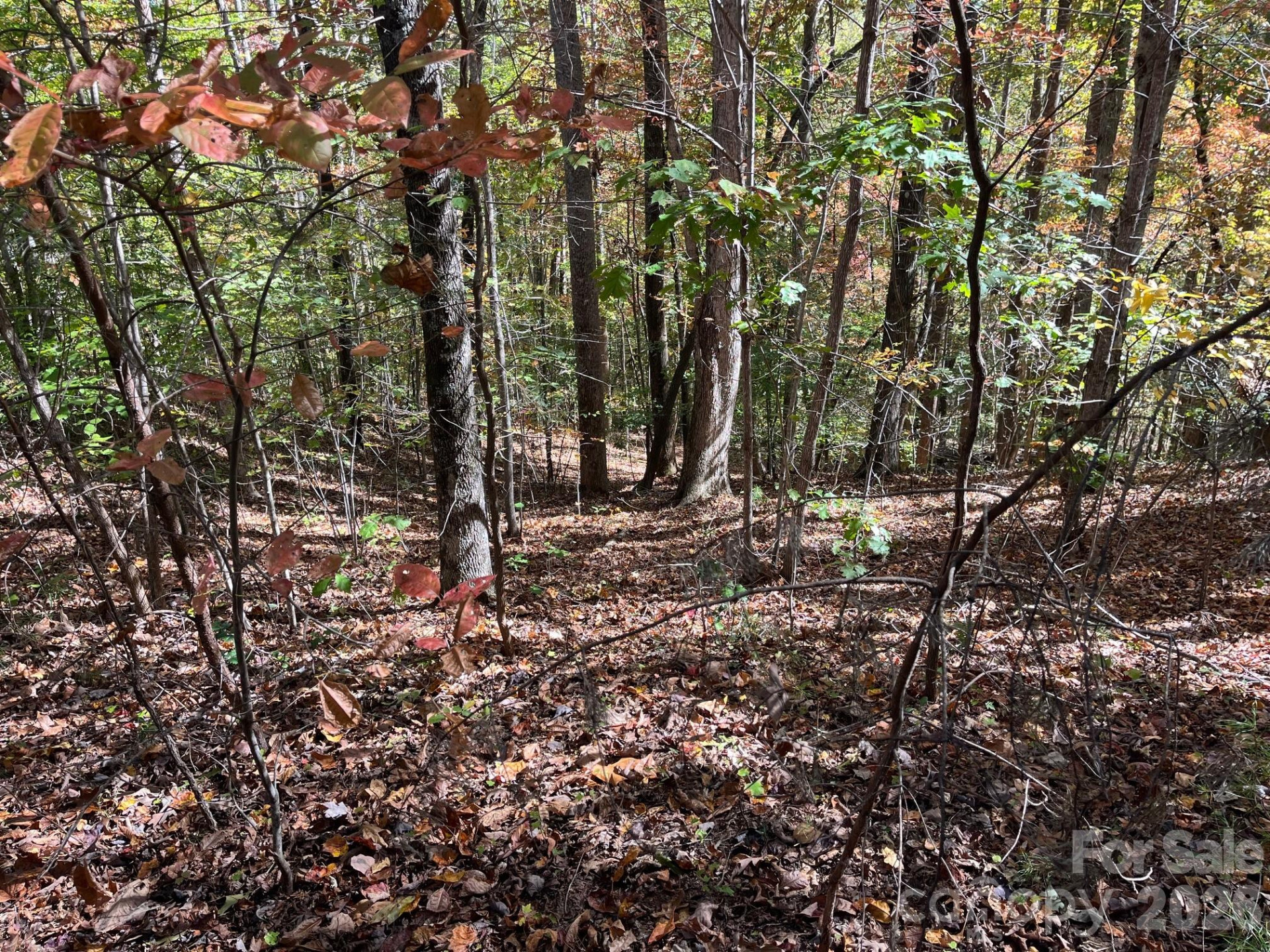 V/L Heartwood Drive - Photo 5