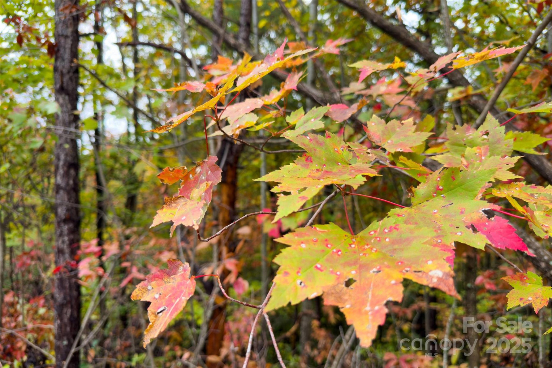 368 Sassafras Drive #726 - Photo 41