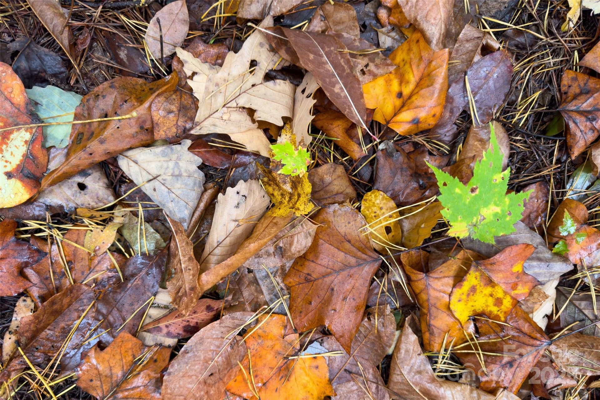 368 Sassafras Drive #726 - Photo 45