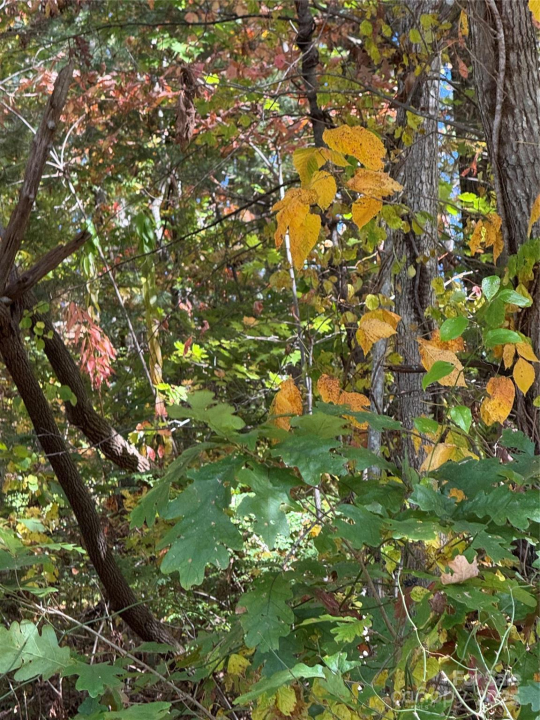 202 Lyndhurst Drive - Photo 5