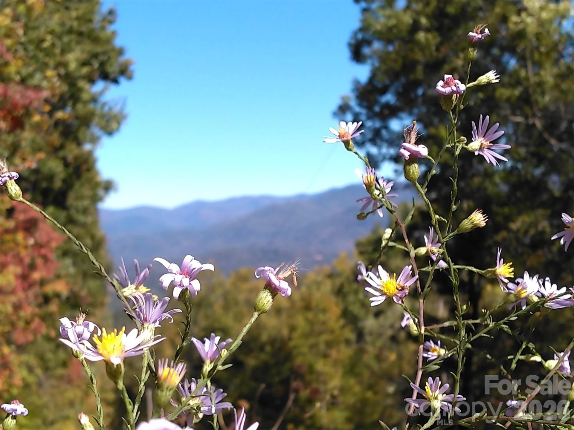 00 Mack Luke Road #7 - Photo 12