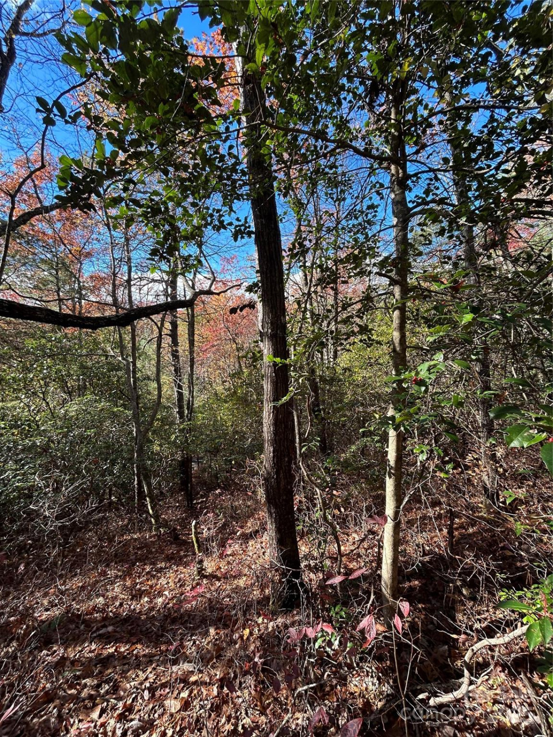 Lot 3 and 4 Oriole Road - Photo 6