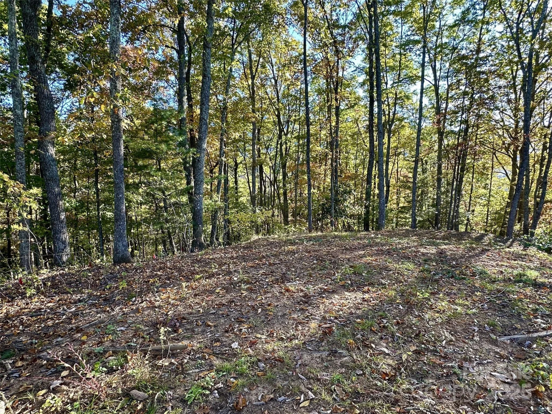 534 Cicada Drive - Photo 3