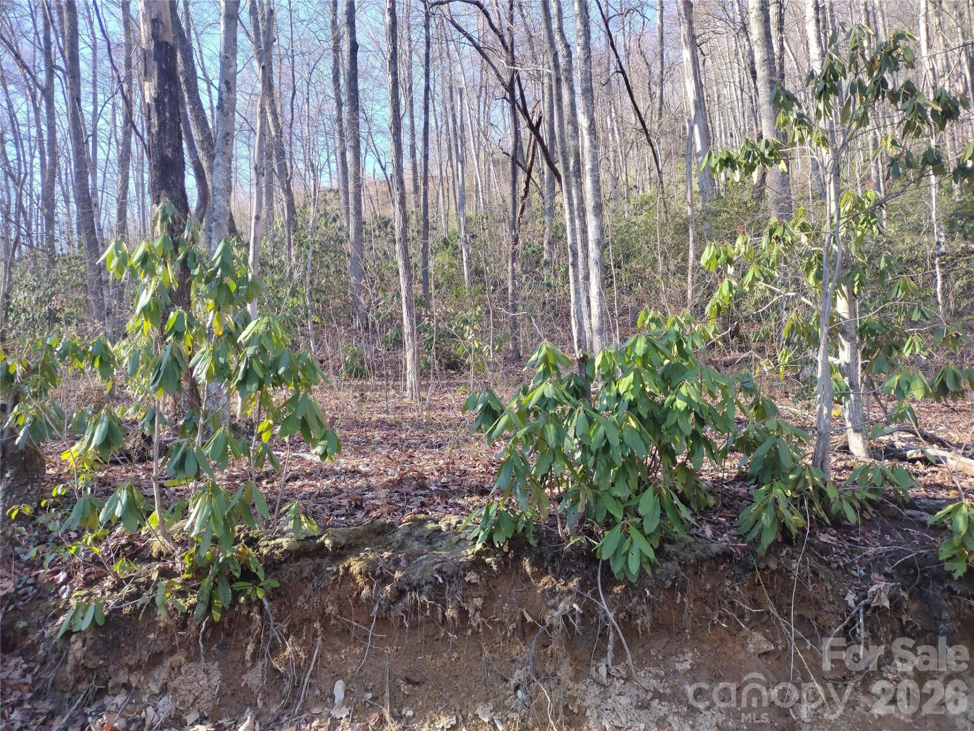 241 Bloom Trail - Photo 17