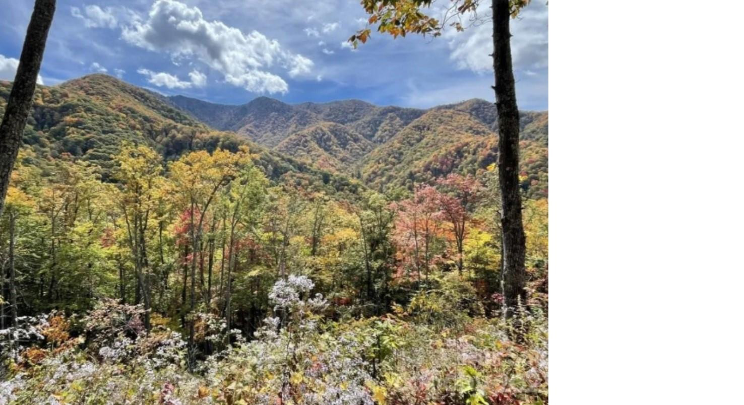 241 Bloom Trail - Photo 5