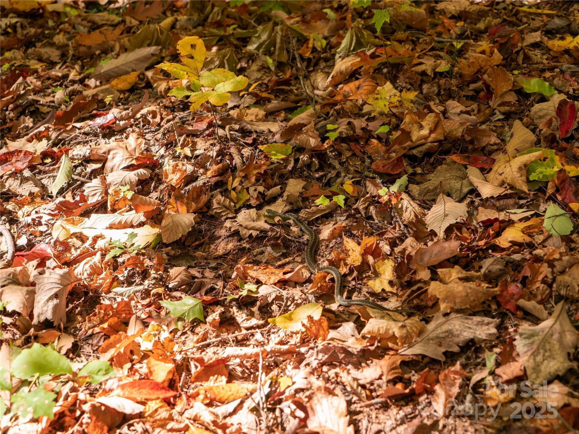 9999 Lovebird Lane #20,19,17,23 - Photo 16