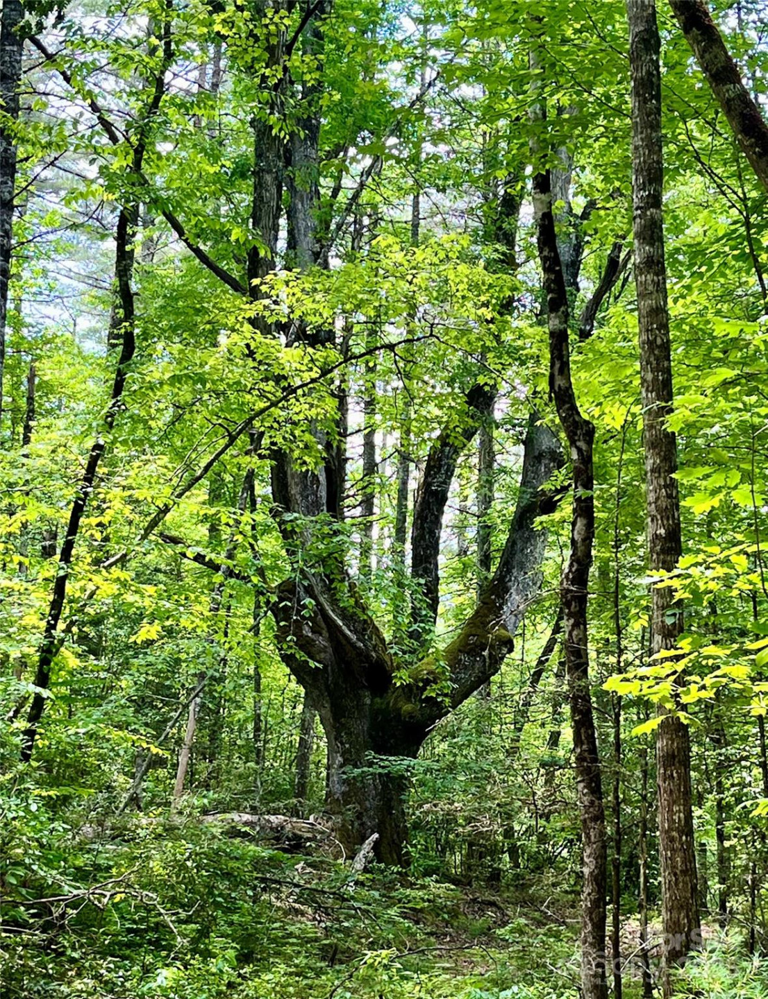 999 Old Spring Road - Photo 11