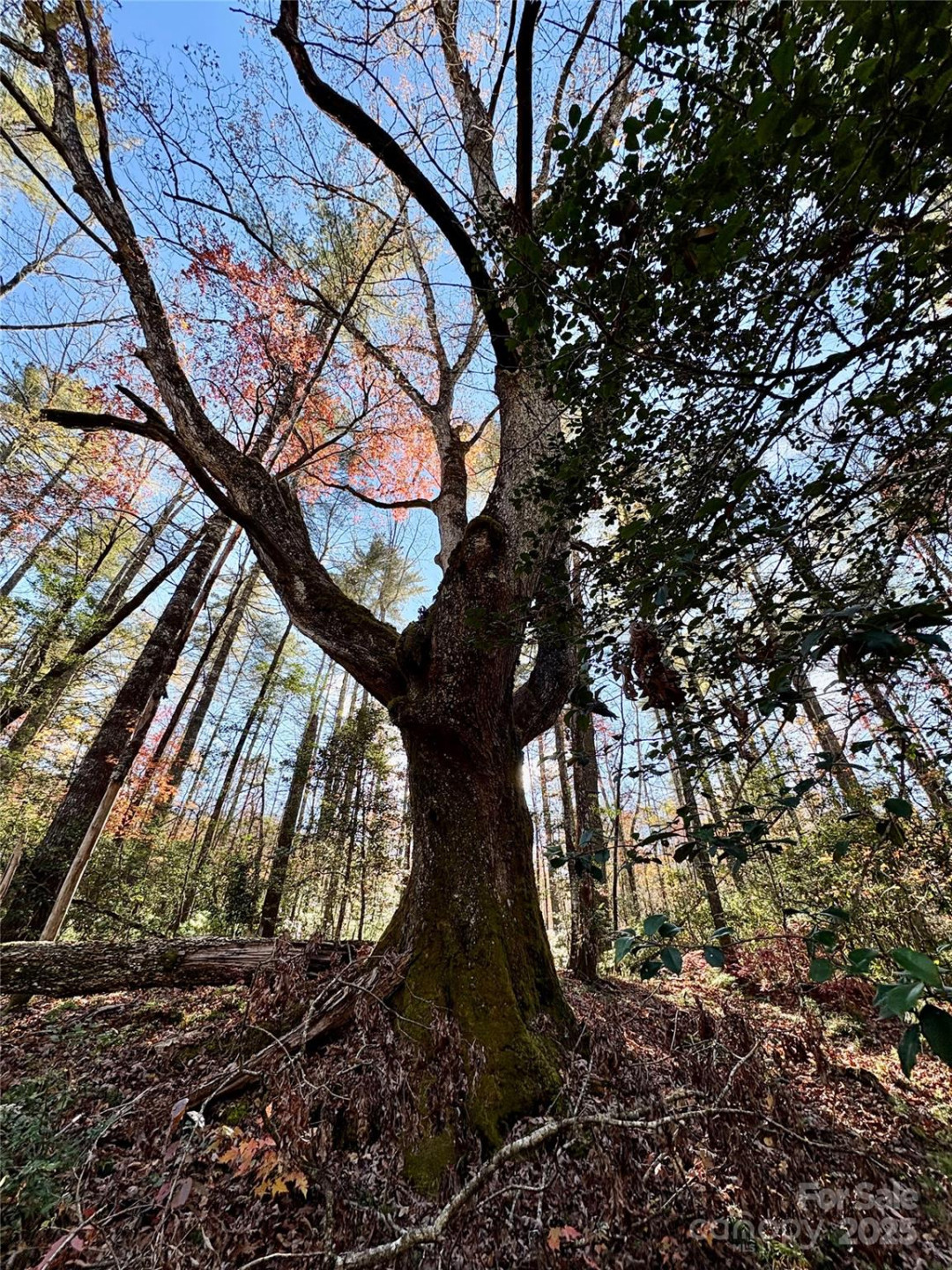 999 Old Spring Road - Photo 12