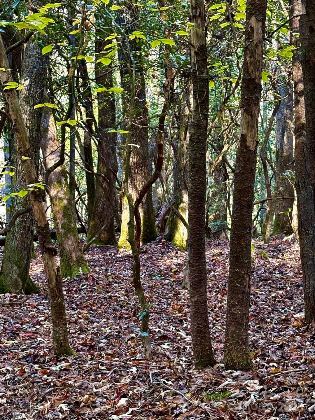 999 Old Spring Road - Photo 5