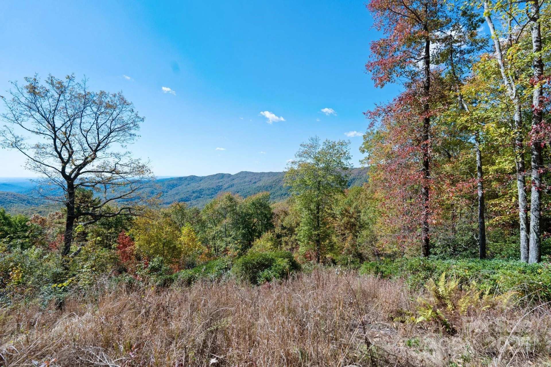 TBD Sassafras Ridge #36