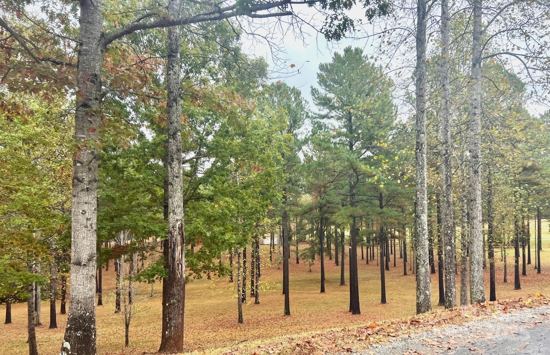 80 Grandview Loop - Photo 41