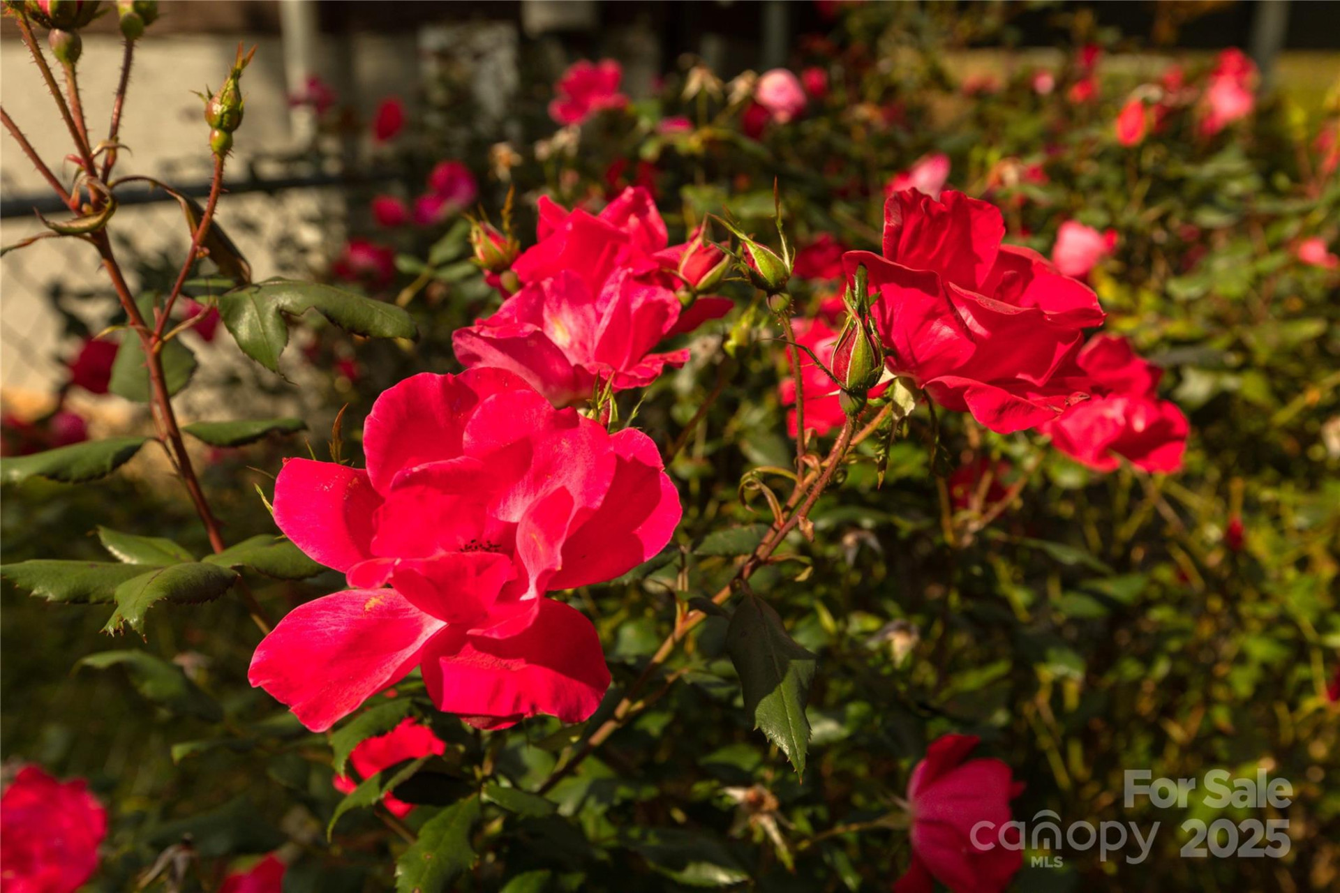 186 Brookshire Road - Photo 16