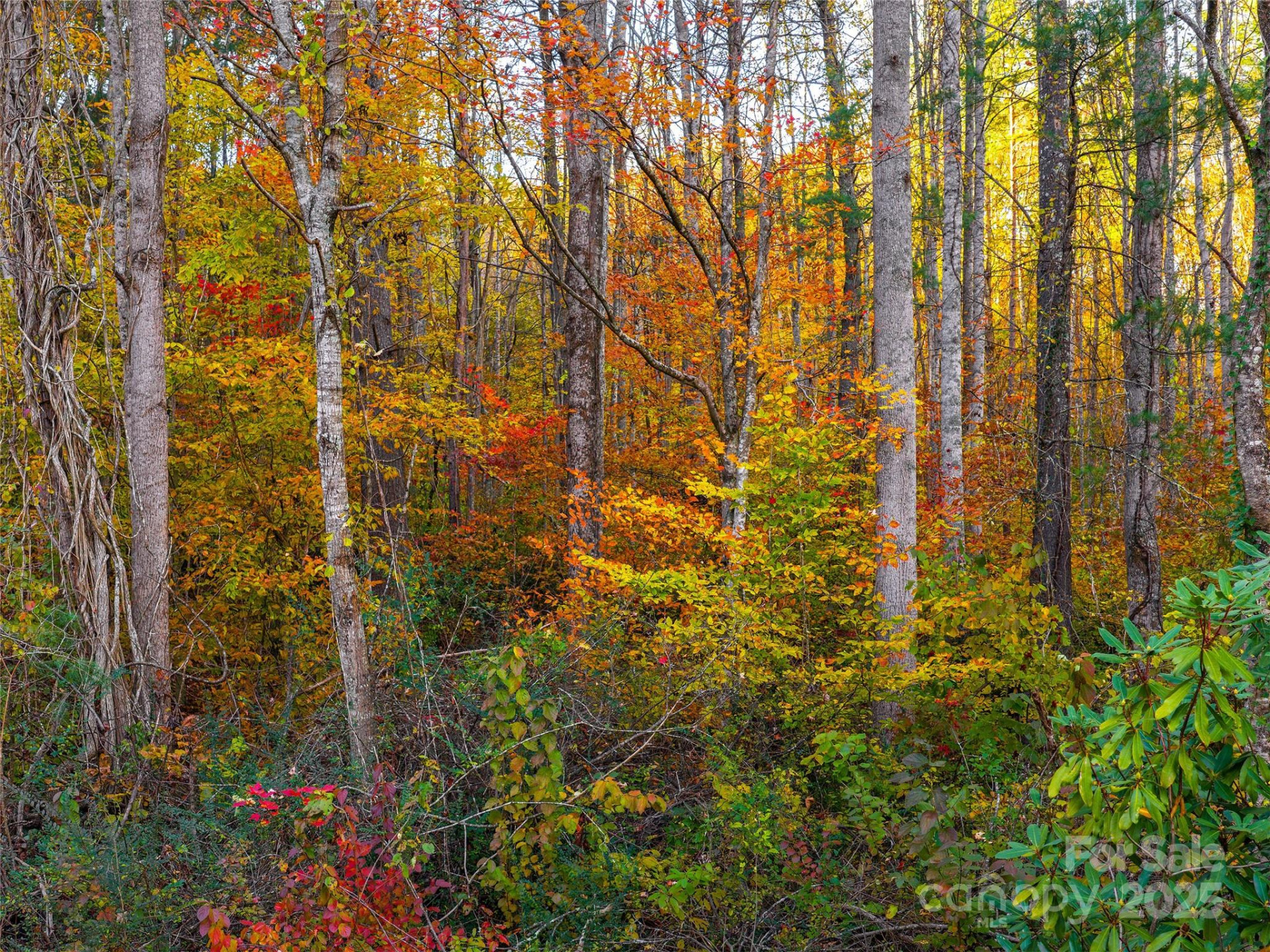 51 Rice Branch Road - Photo 8