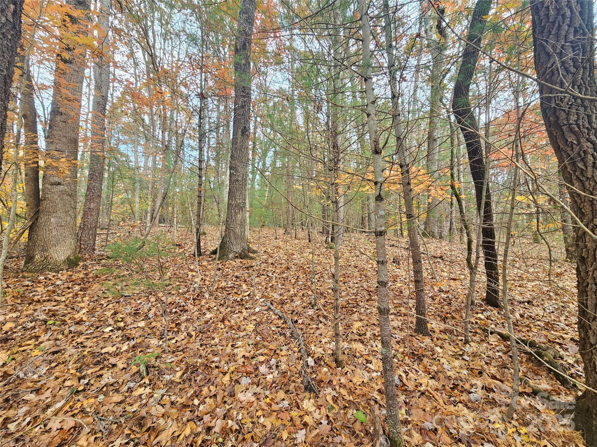 V/L Warlick Chapel Road - Photo 2