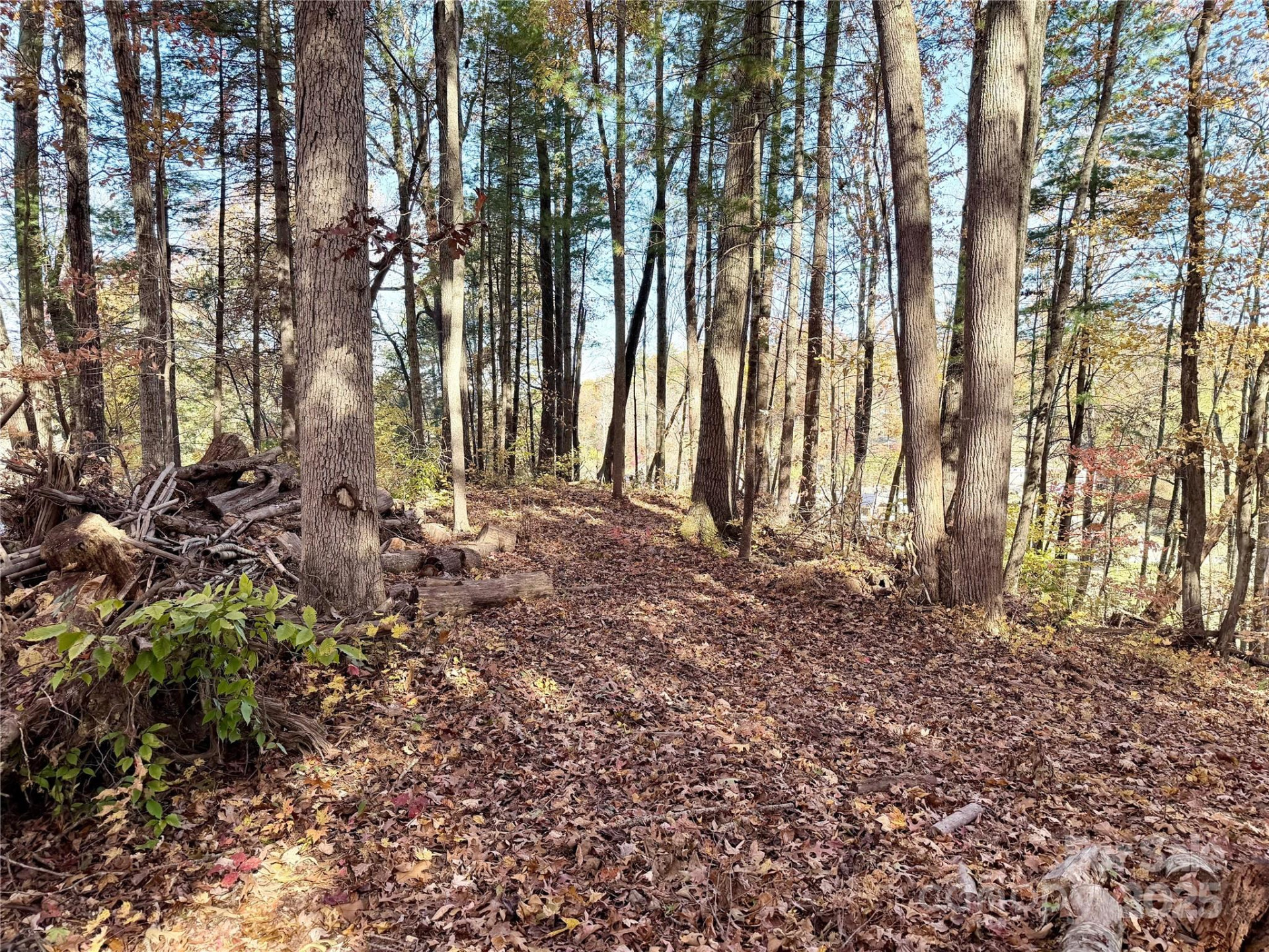 99999 Dix Creek No 1 Road - Photo 12