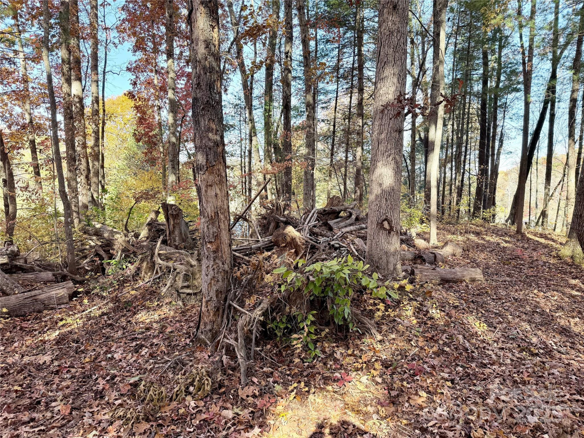 99999 Dix Creek No 1 Road - Photo 13